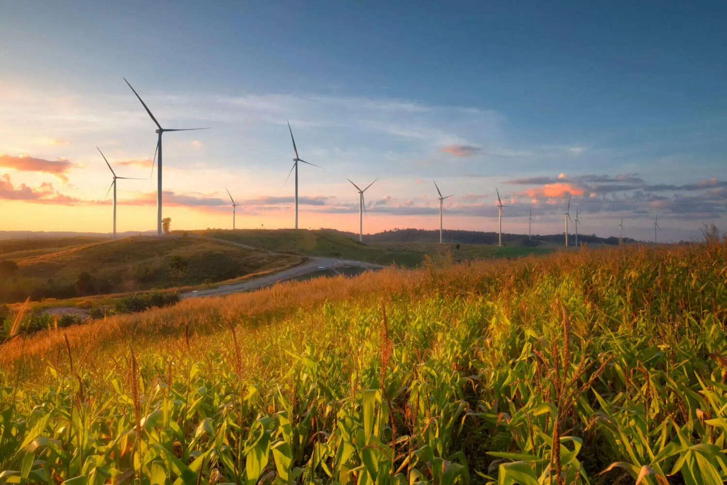 ESG standards, a corn field glows in the late afternoon sunlight