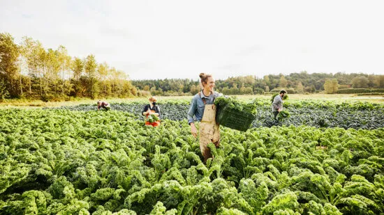 ESG Investing: farmers pick leafy crops
