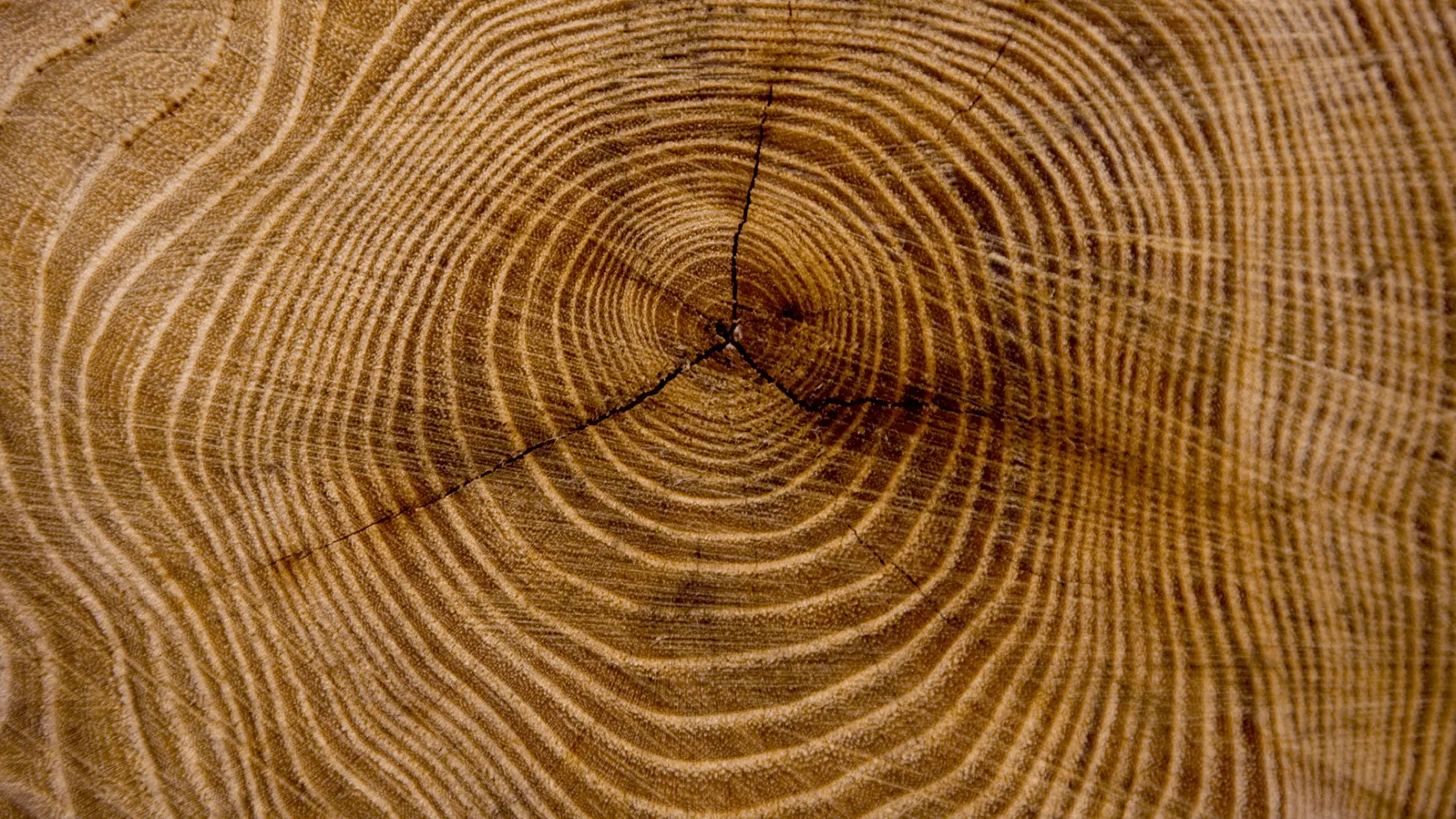 tree rings representing dividend growth